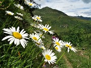 MONTE MINCUCCO (croce 1832 m - cima 2001 m) ad anello dal piano del Lago di Valmora il 17 luglio 2021 - FOTOGALLERY